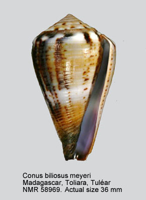 Conus biliosus (f) meyeri.jpg - Conus biliosus meyeriWalls,1979